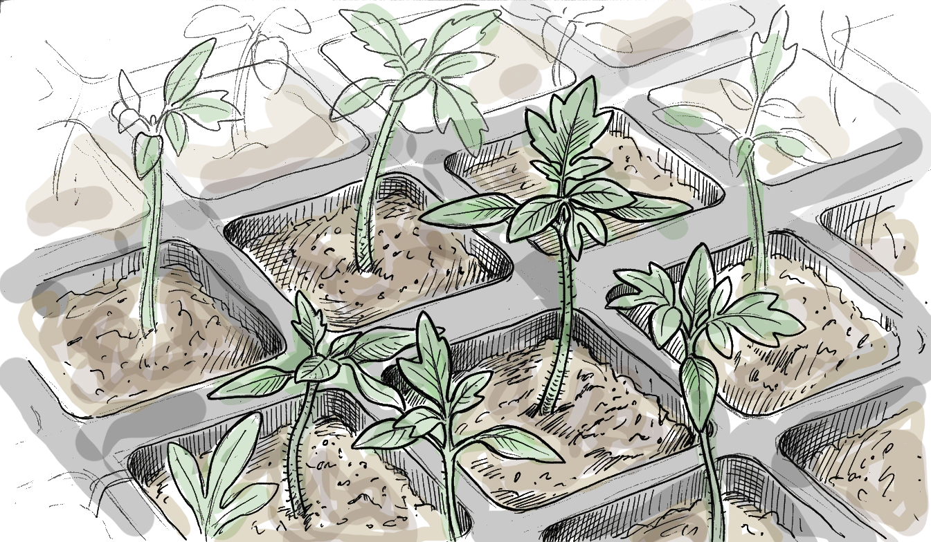 Plaque de semis avec plantules prètes pour le repiquage