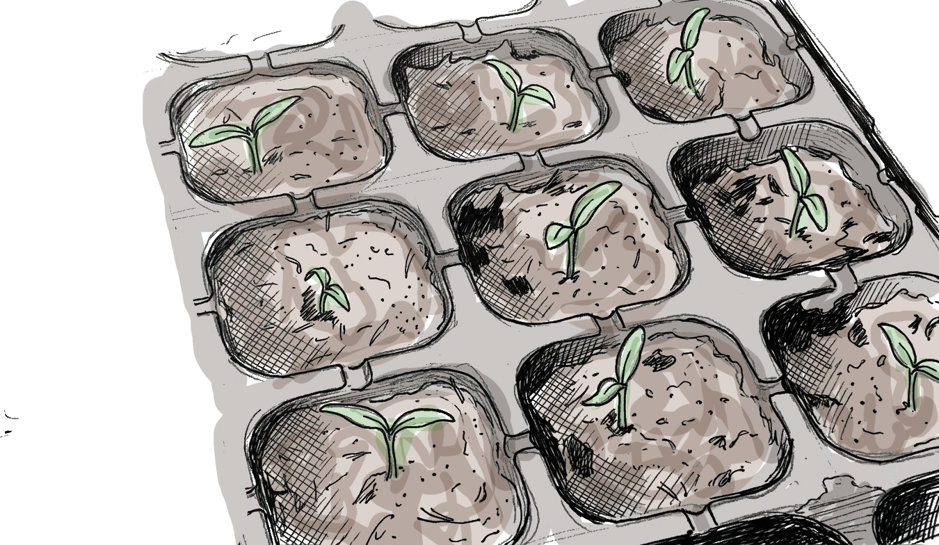 Dessin de plaque de semis avec des toutes petites plantules