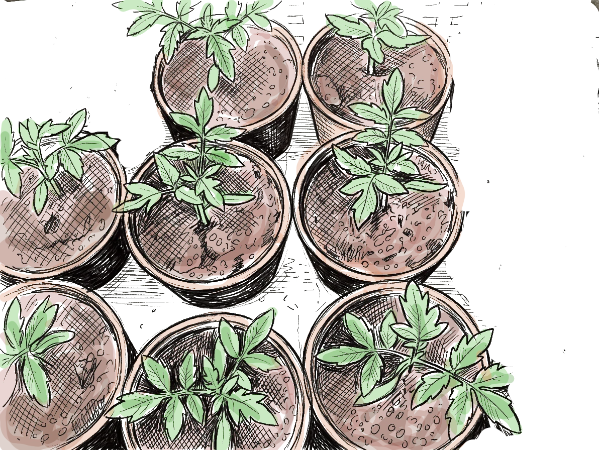 quelques pots de tomates
