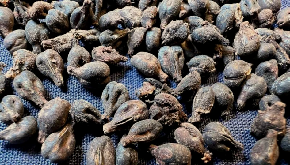 des grains de raisin carbonnisées