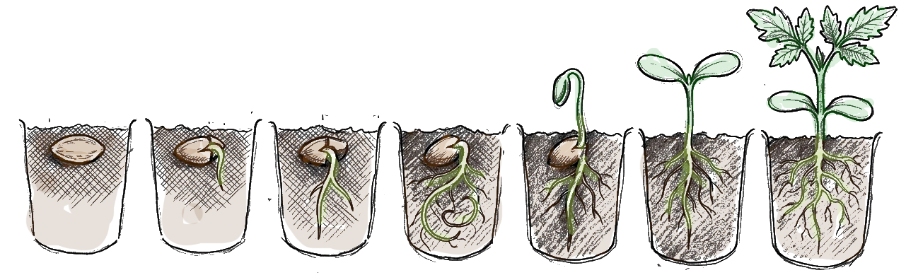 dessin de pot de fleur avec une graine qui germe et se tranforme petit a petit en plantule
