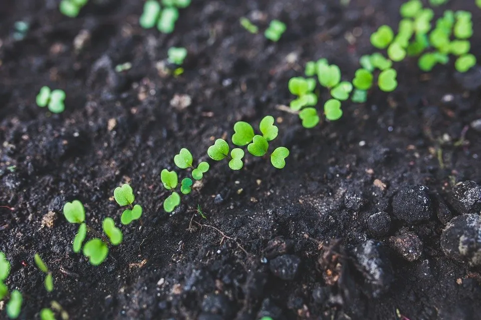 Un petit semis en train de levé, on y voit les petites plantules sortir de terre