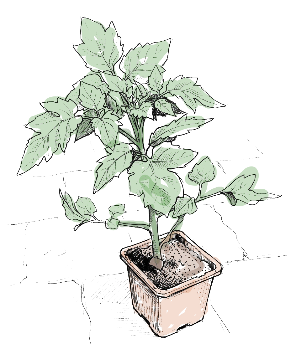 un pied de tomate dans un godet