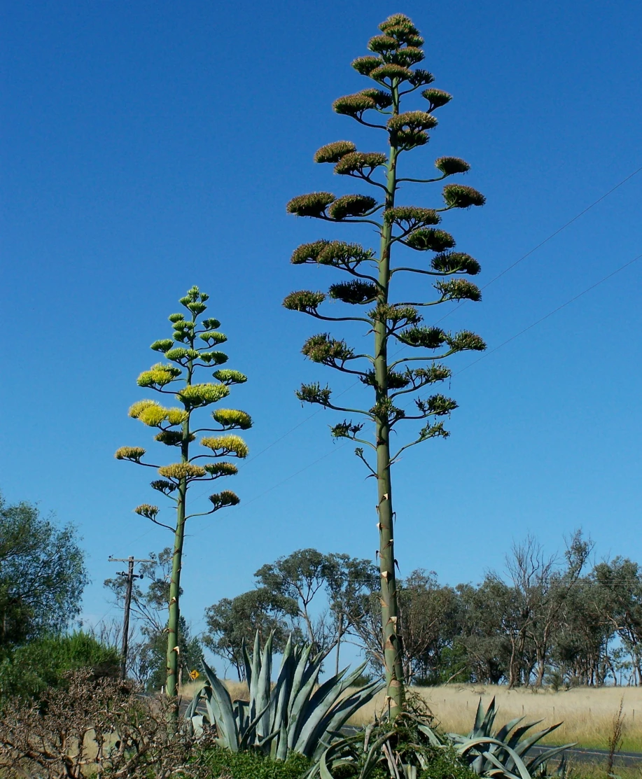 Plante d'agave en fleurs