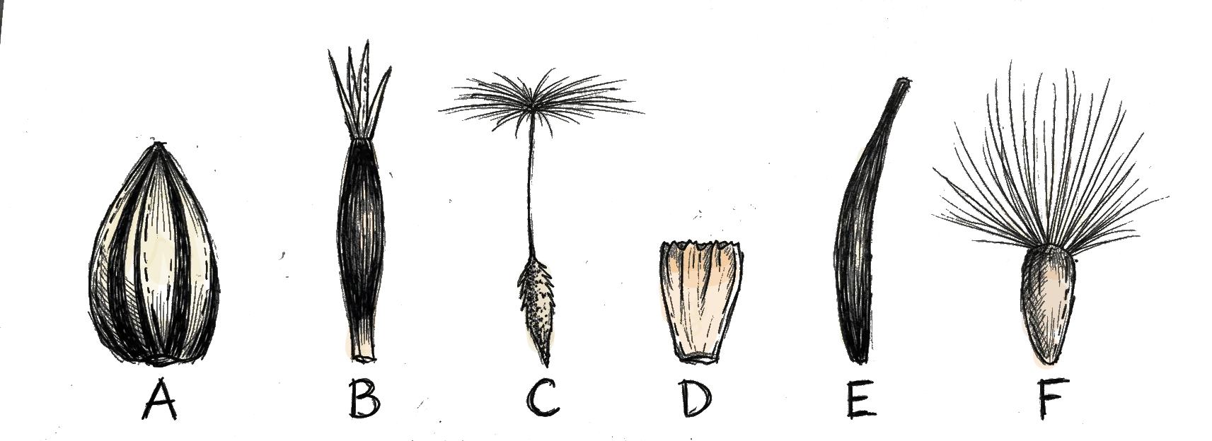 des akenes de differentes fleurs