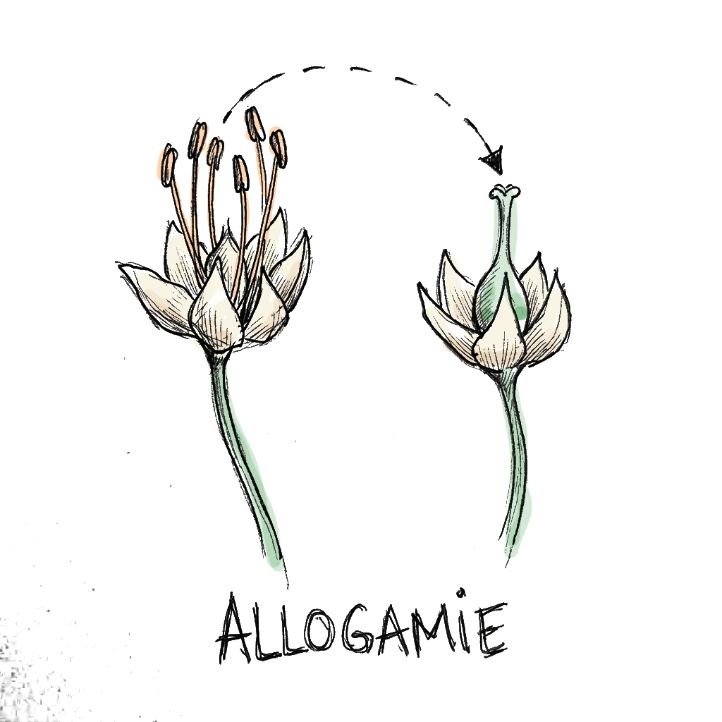 dessin de plantes allogames