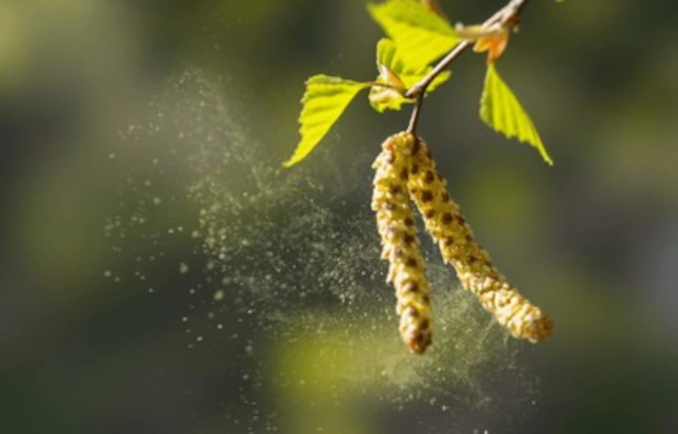 des fleurs et du pollen