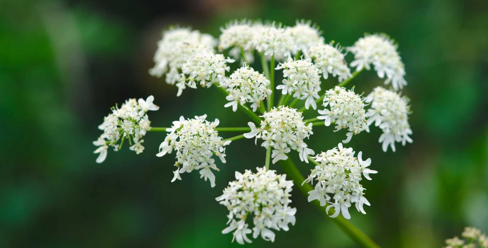 fleur d'Angélique, elles sont blanches et en forme d'ombelle