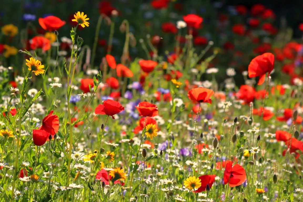 un champ de fleurs