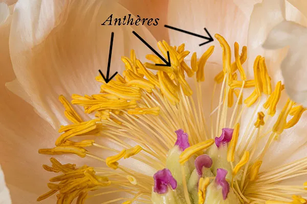 vue des <html>anthères</html> d'une fleur