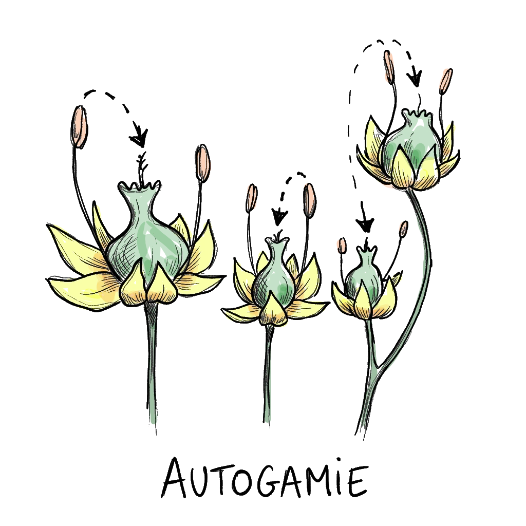 plant de plantes autogames