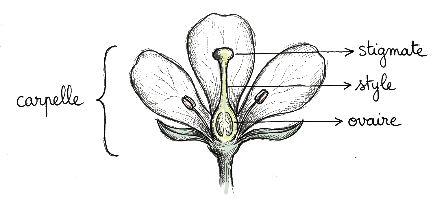 dessin d'explication d'une carpelle, c'est une coupe de fleur