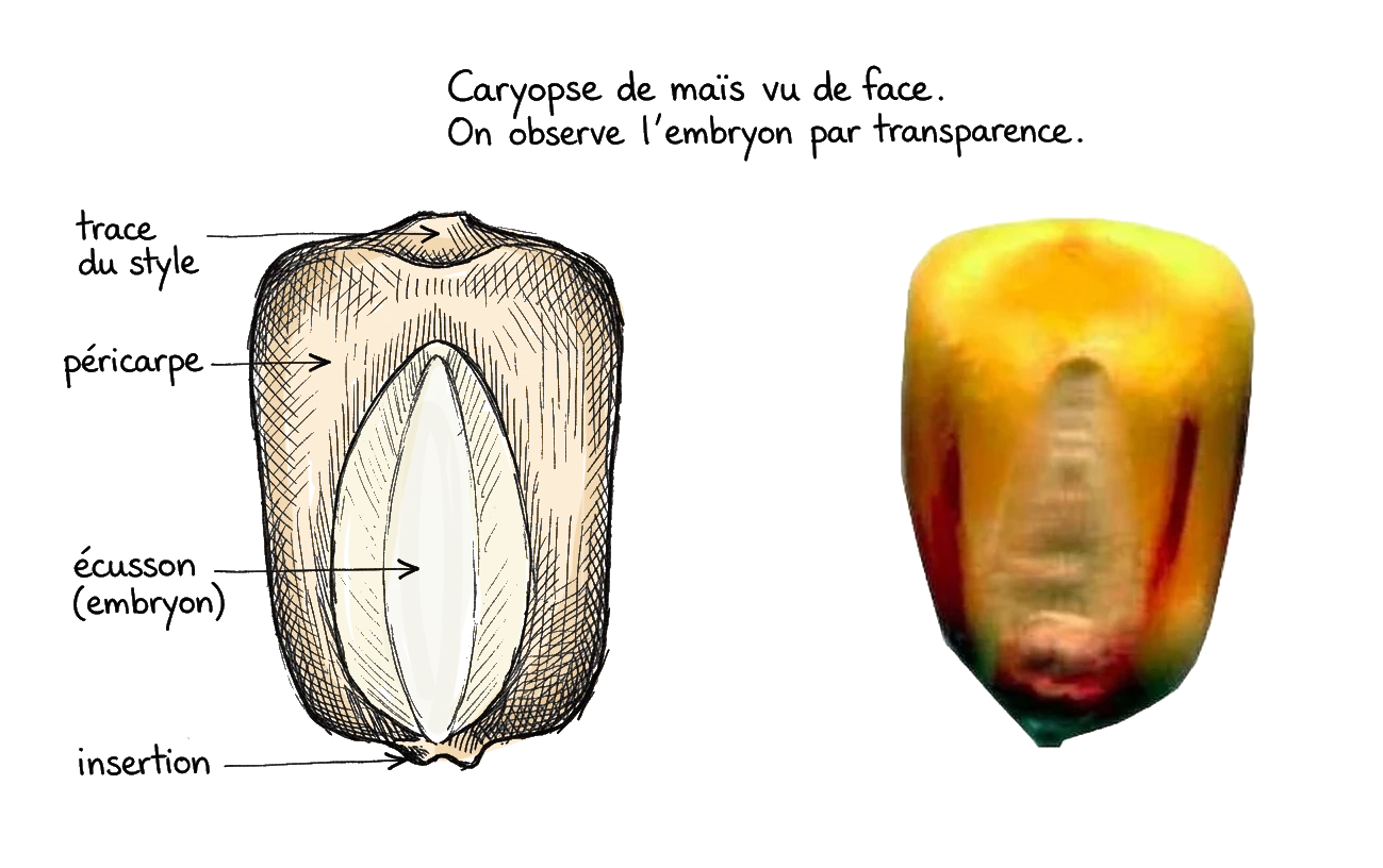 coupe d'un grain de mais