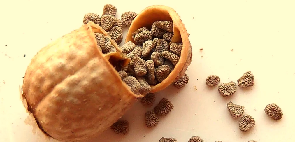des graines dans une capsule
