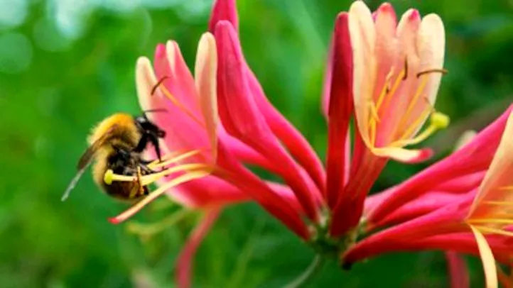 une abeille qui butine