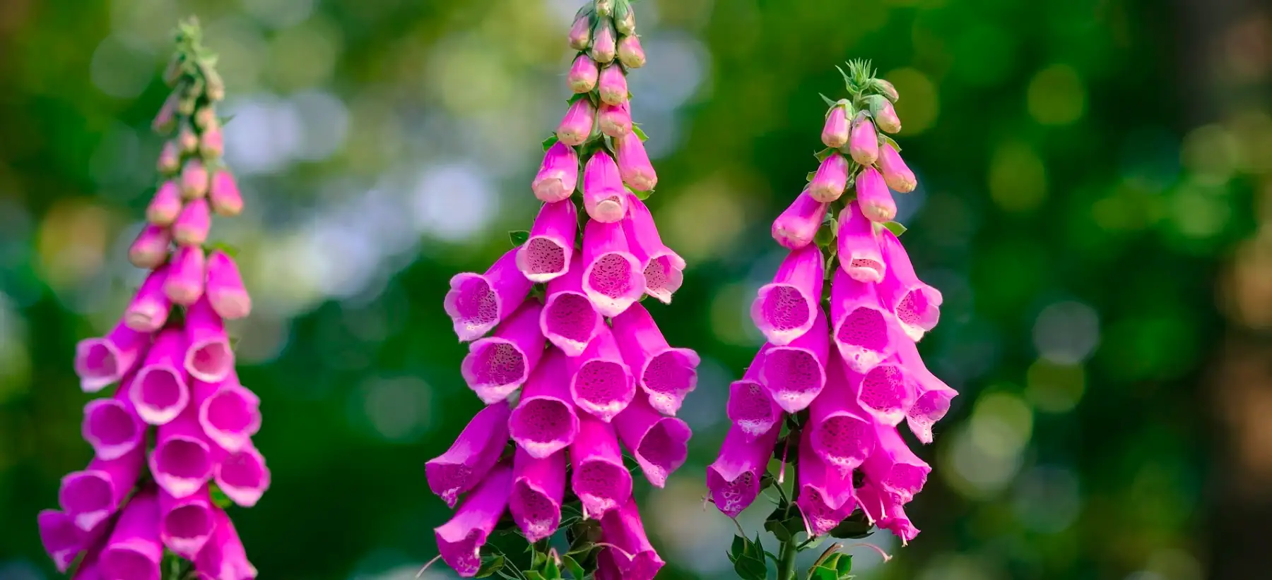 une photo de digitale pourpre, il y a trois plantes a fleurs mauves