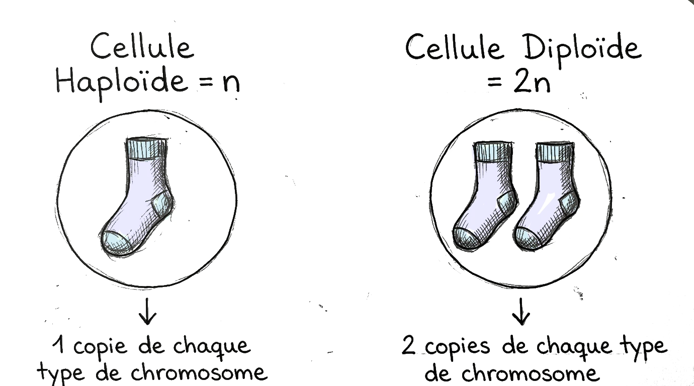 dessin pour expliquer ce qu'est diploique, avec des chaussettes