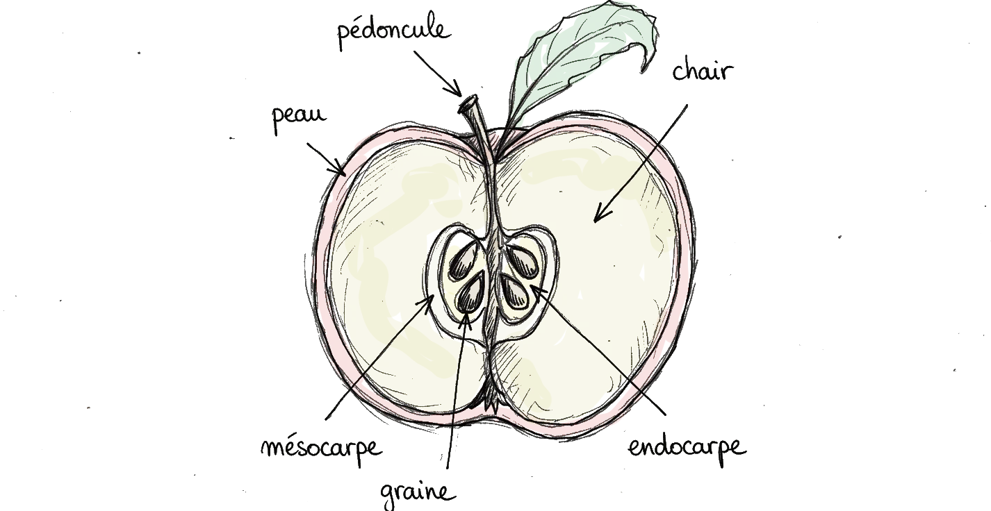 dessin d'une anatomie de pomme, une pomme coupé e en deux on voit les graines!