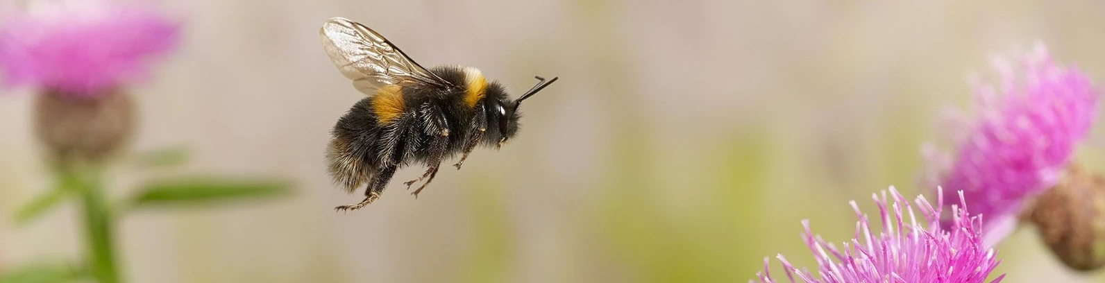 bourdon en vole