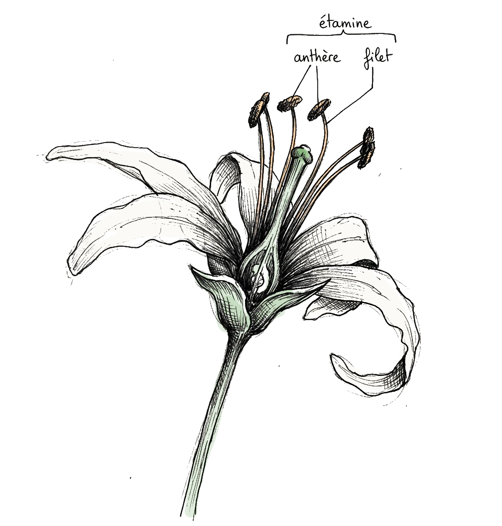 anatomie des organes males d'une fleur
