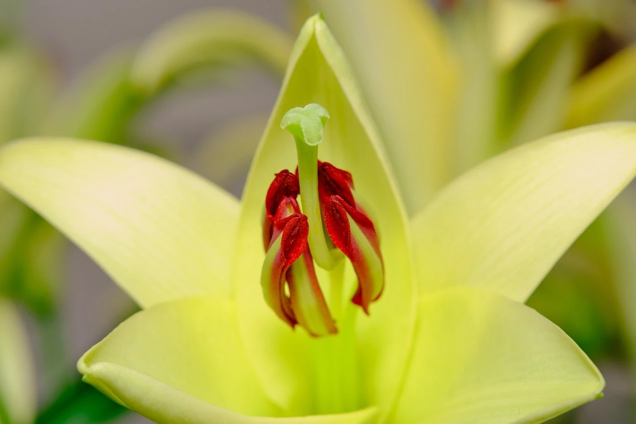 gros plan sur une fleur de Lis