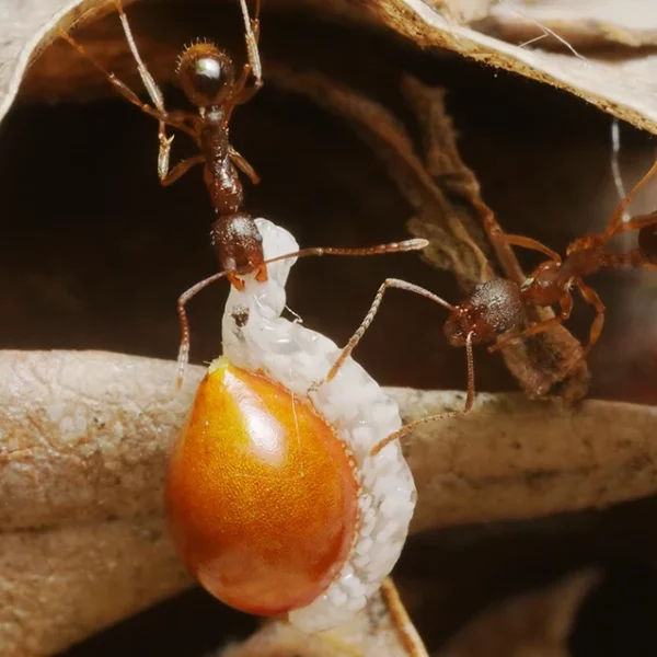 des fourmis qui ballade une graine de chélidoine
