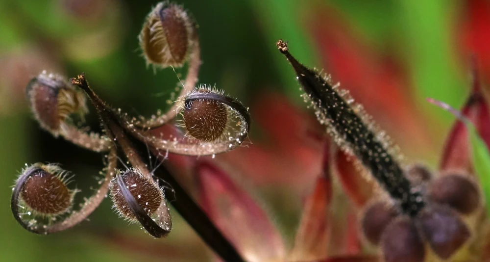 graines de géranium
