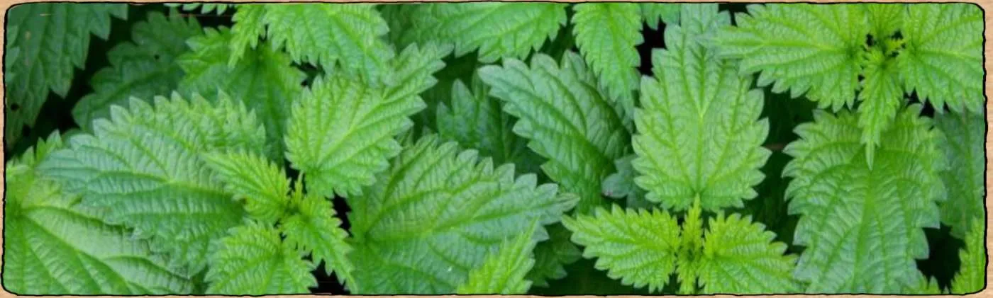 Graines reproductibles biologiques produisant des plantes qui peuvent être utilisées dans les purins