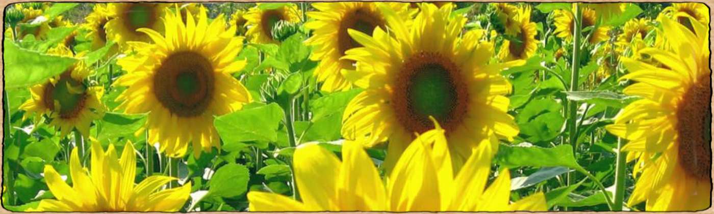 Graines biologique et reproductibles de plantes annuelles
