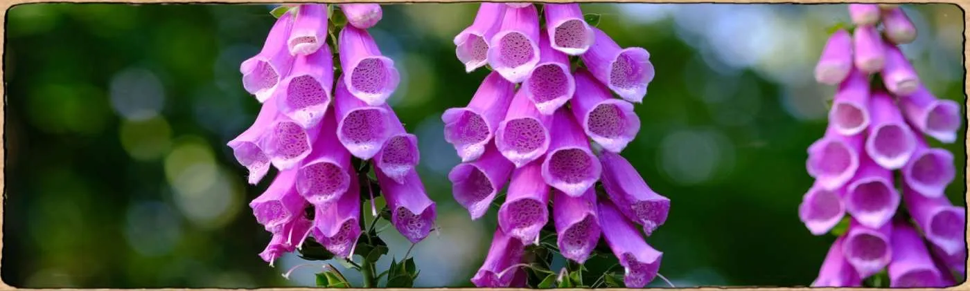 Graines biologique et reproductibles de plantes bisannuelles