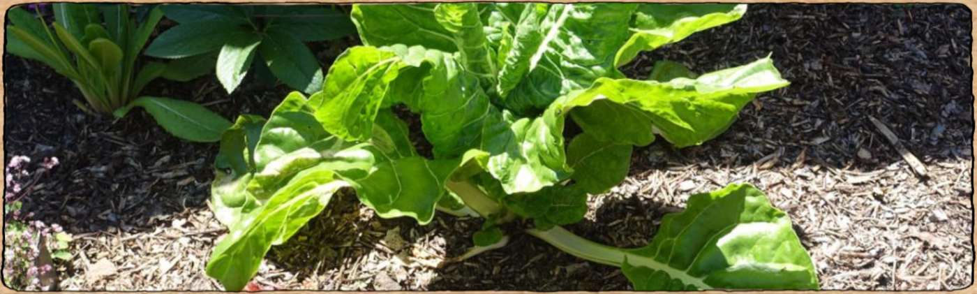 Graines biologiques et reproductibles de plantes qui poussent là où il n'y a pas trop de soleil