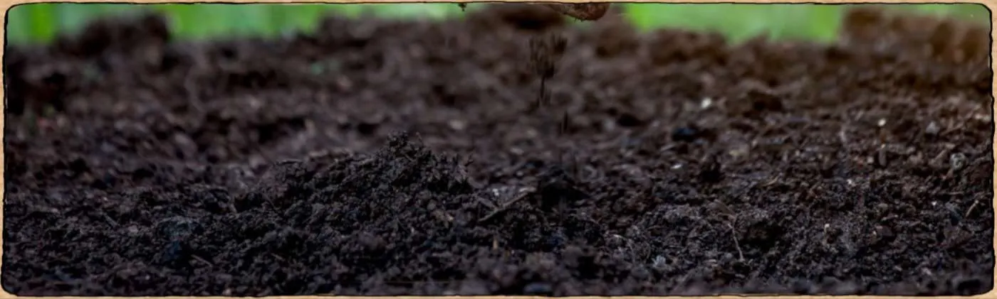 Semences biologiques et reproductibles de plantes poussant dans un sol riche et humifère
