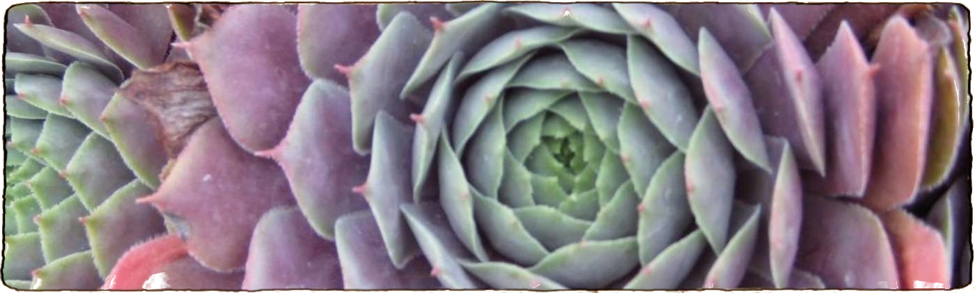 L'image représente une belle plante rare avec des formes géometriques