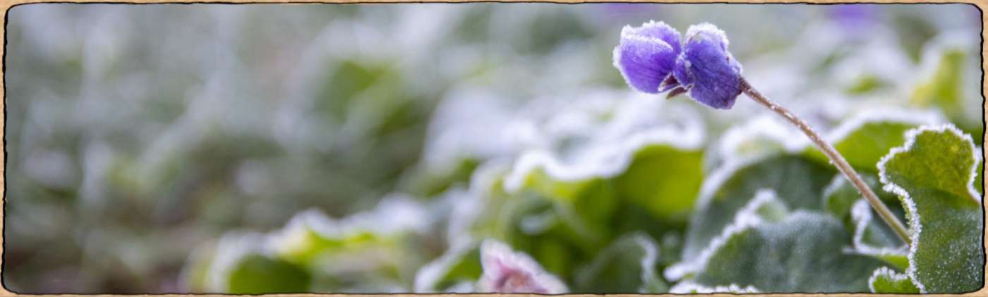 Graines biologiques et reproductibles de plantes résistantes au froid