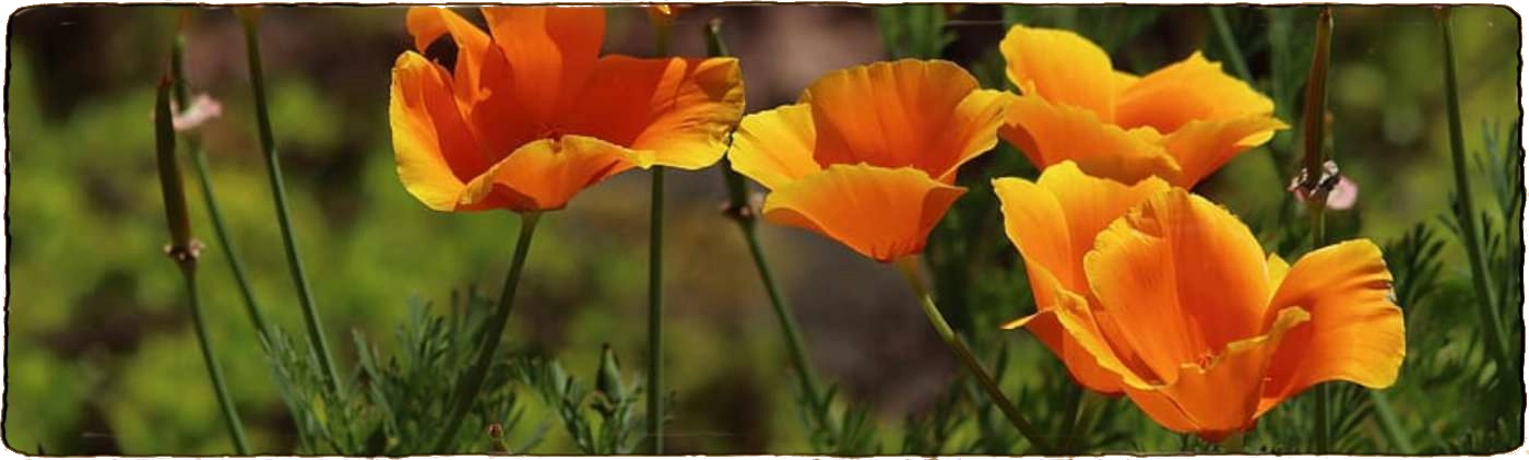 l'image montre des fleurs de pavot de californie pour illustrer des plantes faciles à cultiver