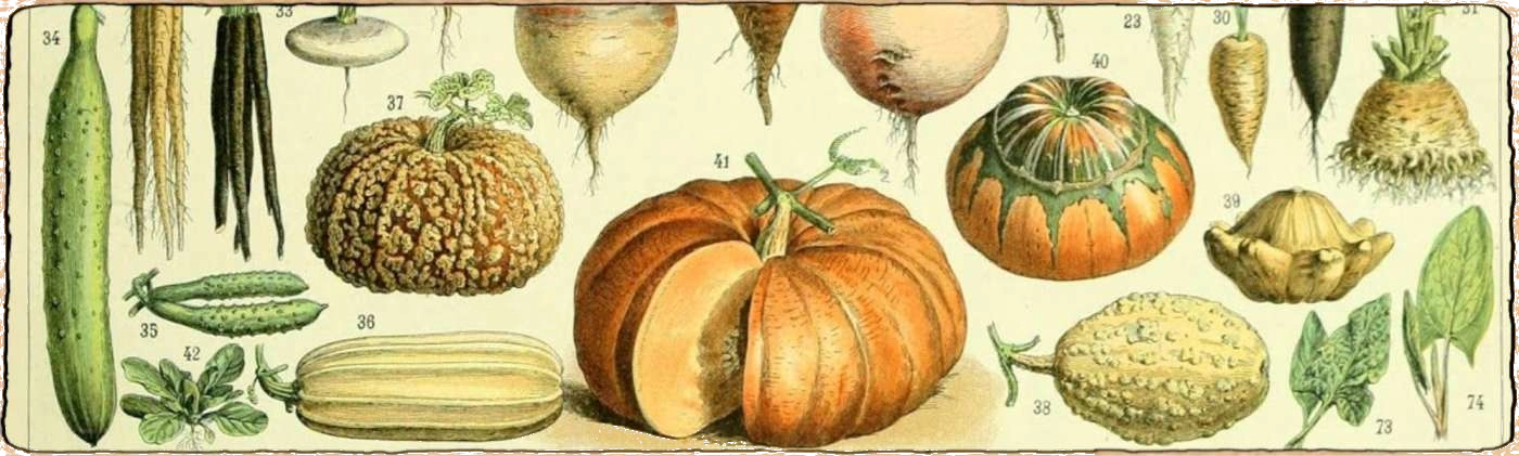 L'image représente une ancienne représentation de légume, c'est une image bien vintage!