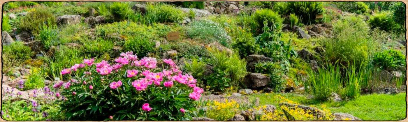 Graines biologiques et reproductibles de plantes pour un jardin botanique