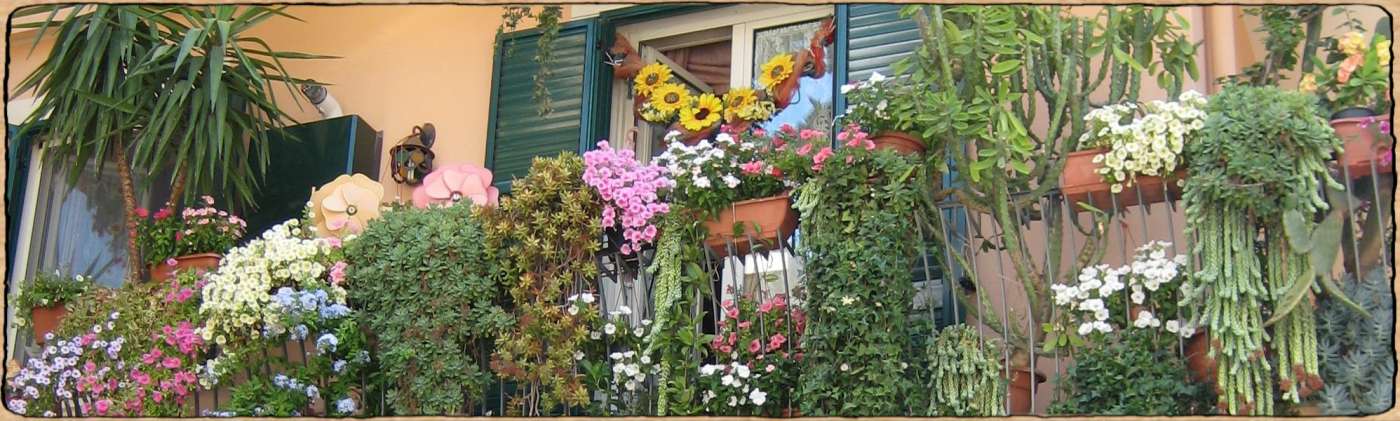 Graines biologiques et reproductibles de plantes pour un jardin de balcon