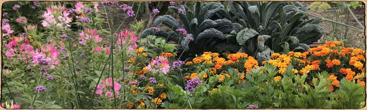 Graines biologiques et reproductibles de plantes simples