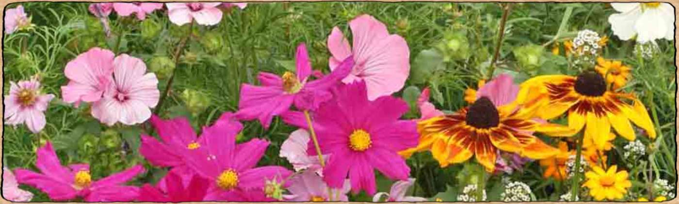 Graines biologiques et reproductibles de plantes de jardin ornemental