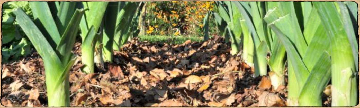 Graines biologiques et reproductibles de plantes de jardin vivrier