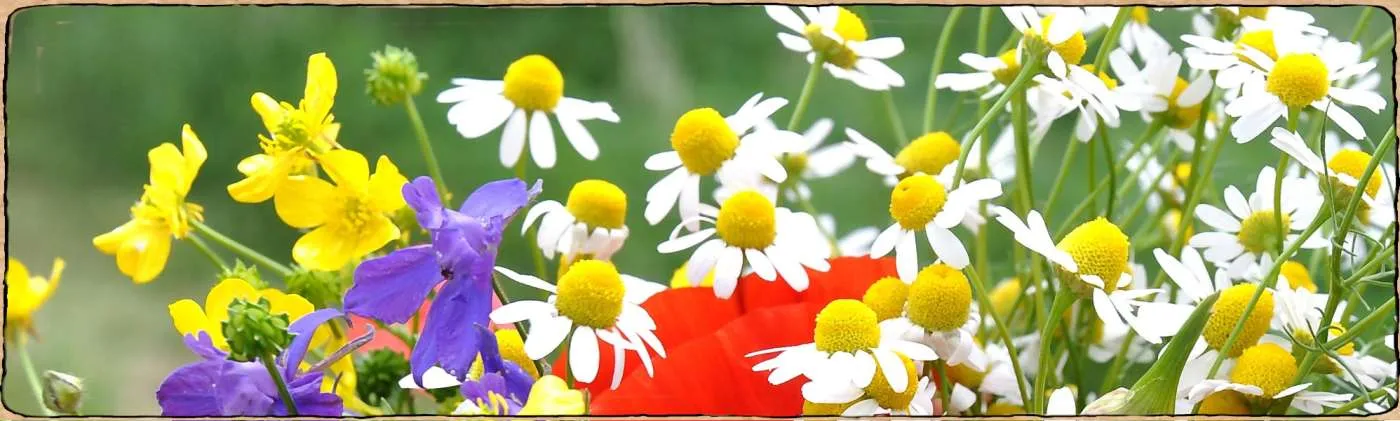 Graines biologiques et reproductibles de plantes à bouquets