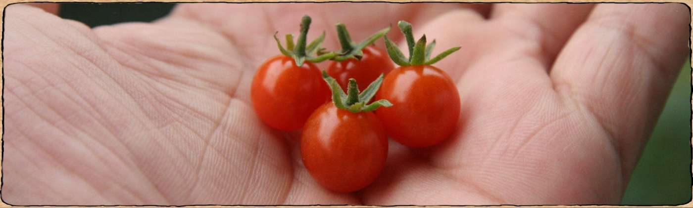 Tomates Groseille de moins de 15g