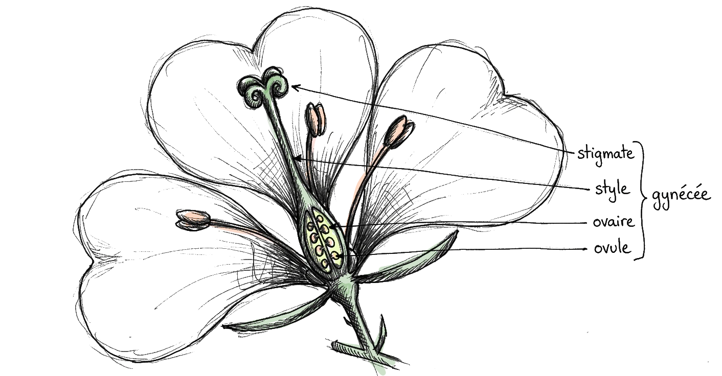 explication de la génécée en image grace à la coupe d'une fleur