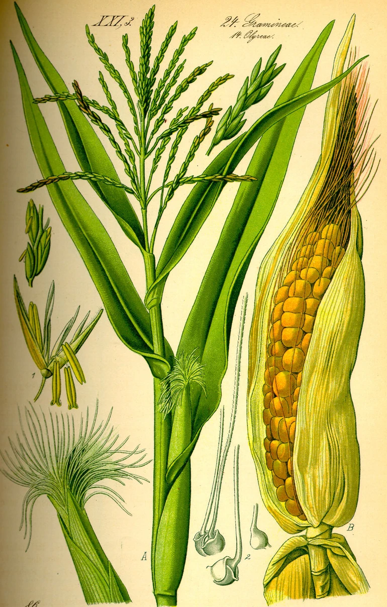 L'image est une planche de dessin de plant de Maïs