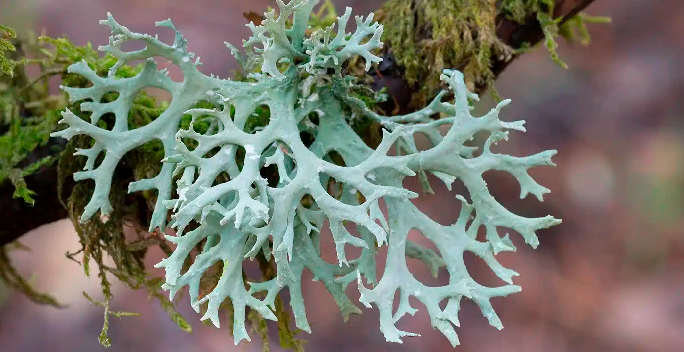 Photo de Lichens
