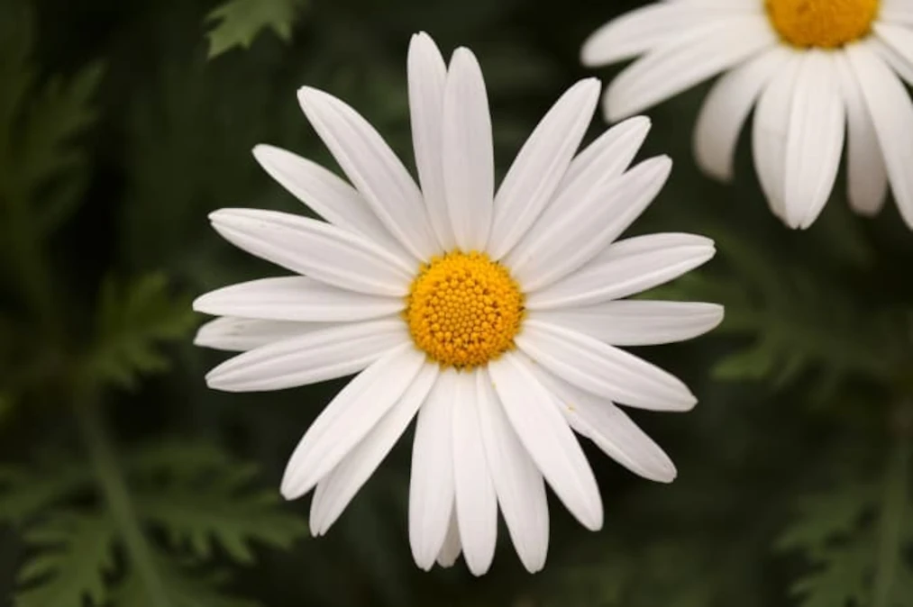 fleur de marguerites