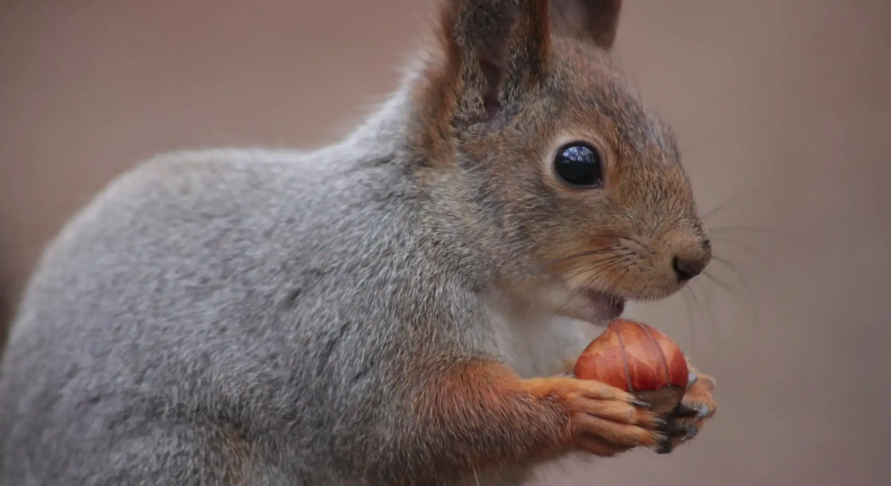 un écureuil et une noisette!