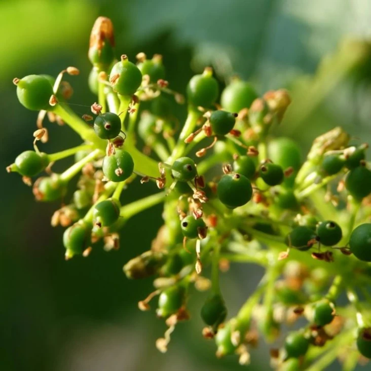une grappe de raisin verte, en pleine nouaison!