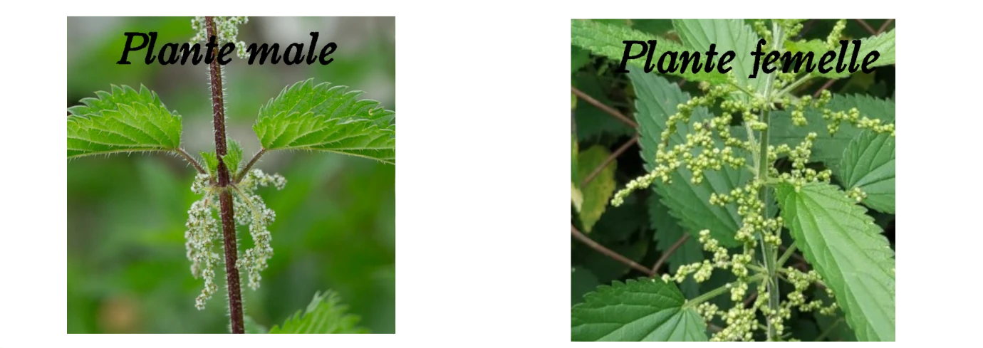 plantes male et femelle d'ortie dioique